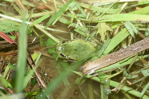 2019년 8월7일 평리동 논에서 발견된 수원청개구리(수원환경운동센터 촬영).ⓒ경기타임스