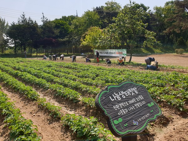사진) ‘수원시 도시농업 시민봉사단’ 단원들이 농작업을 하고 있다. ⓒ경기타임스