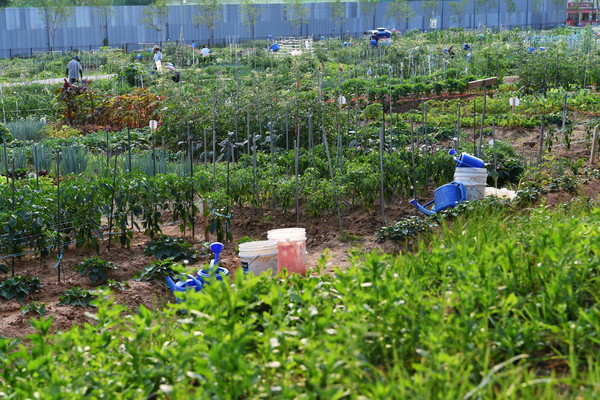 사진) 서울농대 연습림이었다가 지난 2019년부터 수원시민을 위한 텃밭으로 이용되고 있는 탑동시민농장.ⓒ경기타임스