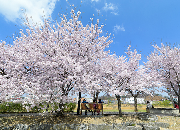 사진)"포근한 날씨가 이어지고 있는 가운데 지난 주말(4월2일)부터 오산천에 흐드러지게 핀 벚꽃이 만개하여 시민들이 봄나들이를 한껏 즐기고 있다"ⓒ경기타임스