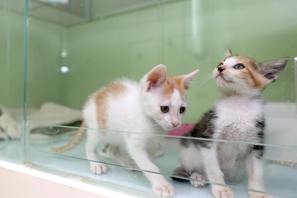 사진)용인특례시 동물보호센터에서 보호중인 아기 고양이들.ⓒ경기타임스