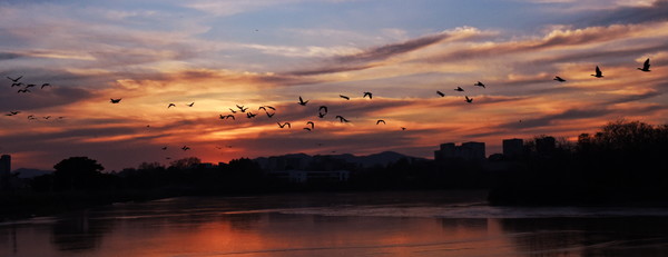 사진) 해질녘 서호공원에서 겨울 철새들이 날고 있다.ⓒ경기타임스