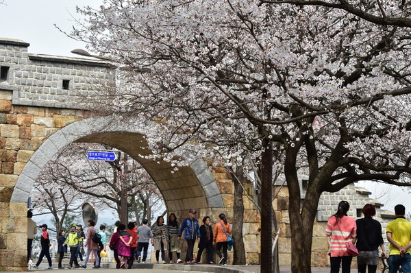 사진) 수원화성 성벽과 어우러진 벚꽃을 볼 수 있는 팔달산.ⓒ경기타임스