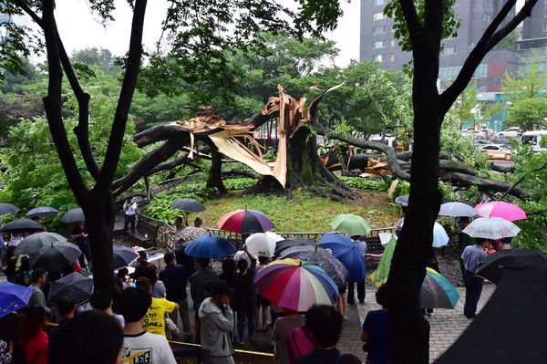 사진) 2018년 6월, 비바람이 몰아쳐 영통 느티나무가 부러지자 시민들이 우산을 쓰고 나무를 바라보고 있다.ⓒ경기타임스
