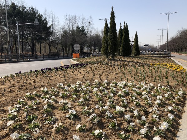 사진)영통구 봄맞이 도로변 꽃길 조성ⓒ경기타임스