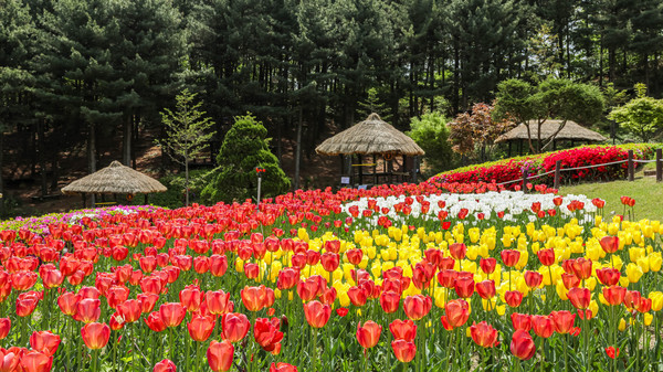 사진)봄꽃으로 화려하게 단장한 농촌테마파크 전경ⓒ경기타임스