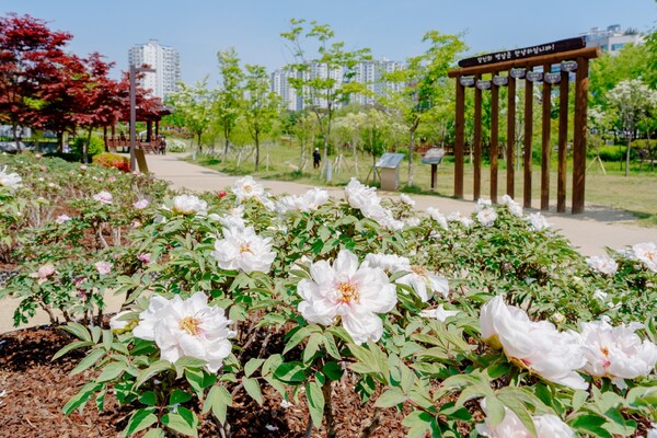 고인돌공원 모란 만개3ⓒ경기타임스